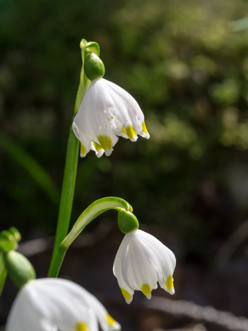 Nivéole (Leucojum vernum) de la famille des Amaryllidaceae