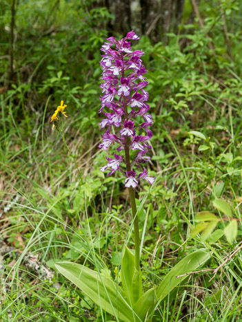 Orchis pourpre