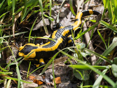 Salamandre tachetée