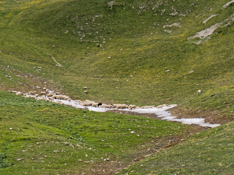 Moutons sur névé