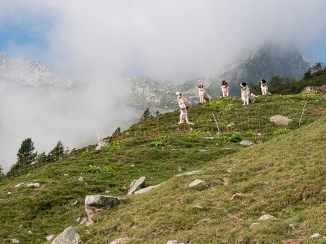 Chiens de montagne des Pyrénées