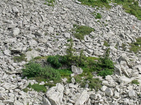 Plateforme charbonnière de la Combe de Lachat