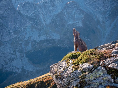 La sculpture bois du Loup des Dents de Pipay, sept. 2021