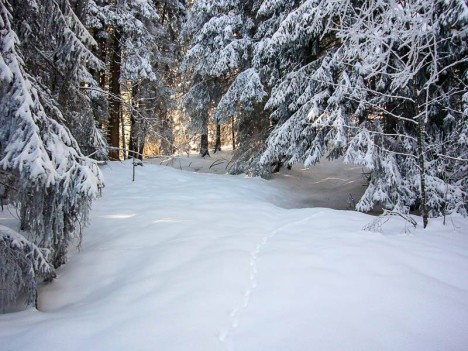 Chemin enneigé sous les Moilles