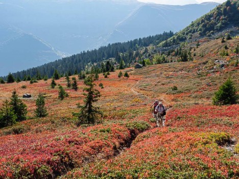 Rhododendrons et myrtilliers rouges