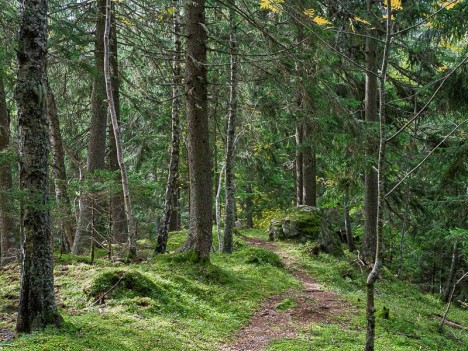 Sous bois sur la crête au-dessus du Merdaret