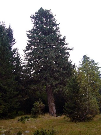 Les sapins Henri IV, Pinsot