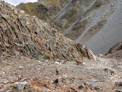 Les étagnes du Col de Montfossé, sept. 2019