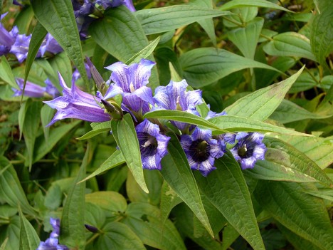 Fleurs de Gentiane à feuilles d'asclépiade