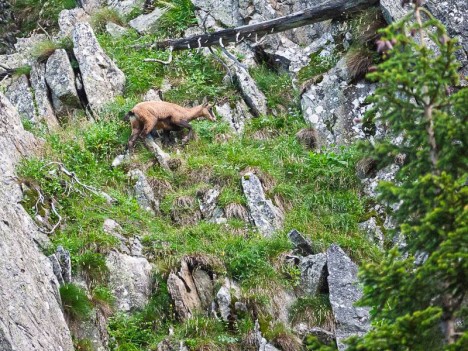 Un chamois sous la Croix de Chaurionde