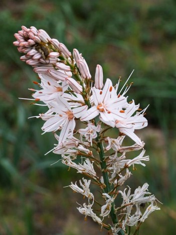 Asphodèle blanc