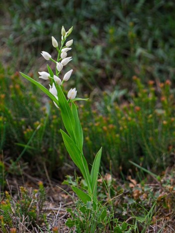 Céphalanthère à longues feuilles