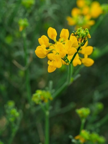 Coronilles à tiges de jonc