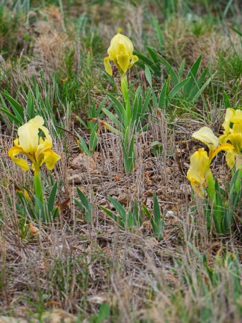 Iris nain ou Iris lutescens