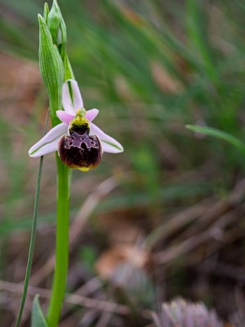 Ophrys de la Durance