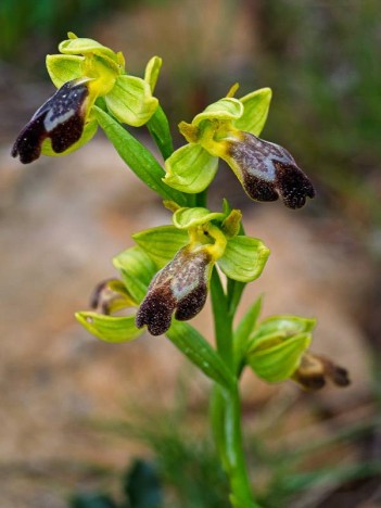 Ophrys des Lupercales