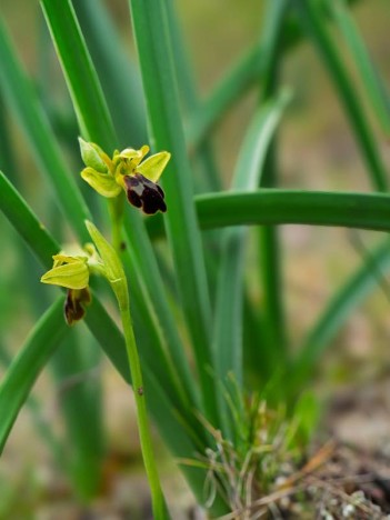 Ophrys des Lupercales