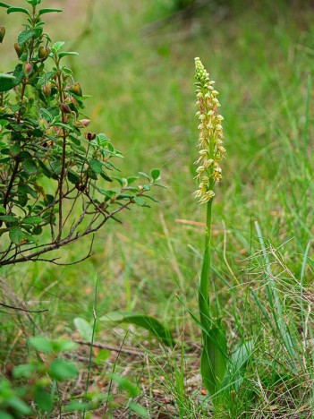 Orchis homme-pendu