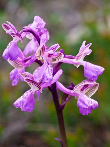 Orchis mâle