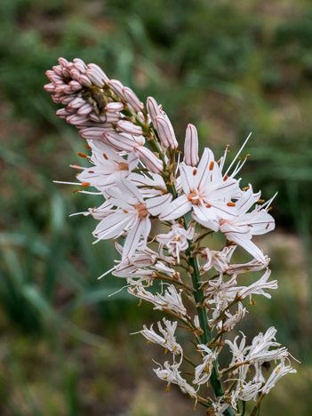 Asphodèle blanc