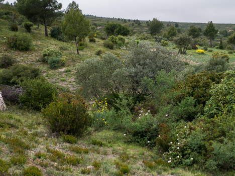 Garrigue de la Grande Tête