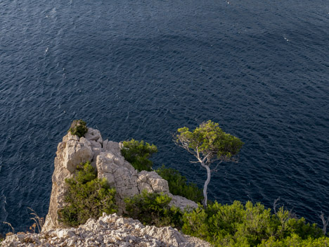 Pin d'Alep, Calanque de Morgiou