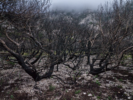 Plan des Cailles, pins brûlés en février 2013