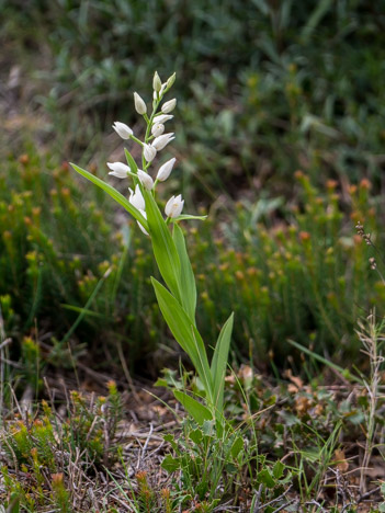 Céphalanthère à longues feuilles