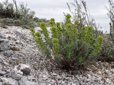 Euphorbe Characias en bouquet