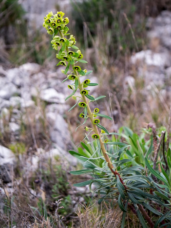 L'Euphorbe characias ou Euphorbe des garrigues