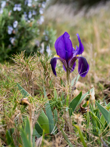 Iris nain bleu