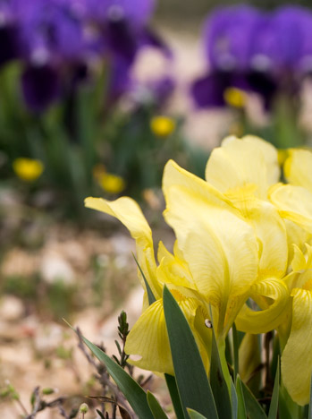Iris lutescens, appelé appelé l'iris des garrigues, l'iris jaunâtre ou l'iris nain