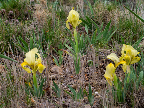Iris nain ou Iris lutescens