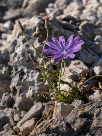 Fleur de Laitue Vivace