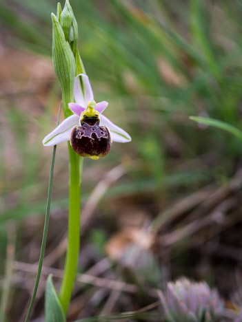 Ophrys de la Durance