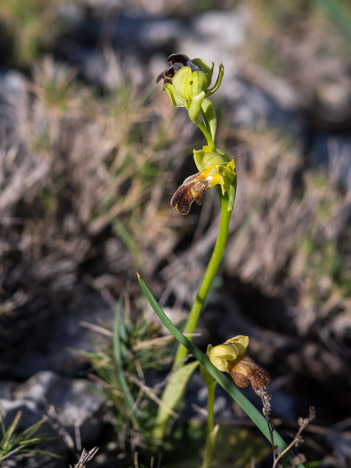 Ophrys des lupercales, considéré autrefois comme Ophrys fusca