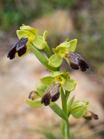 Ophrys des Lupercales