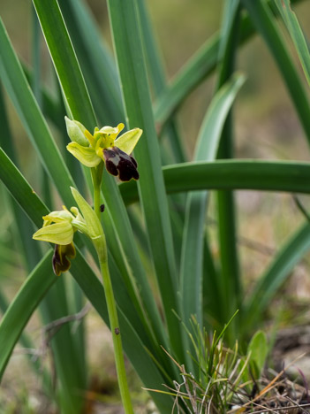 Ophrys des Lupercales