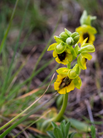 Ophrys jaune