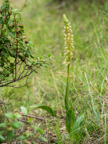 Orchis homme-pendu