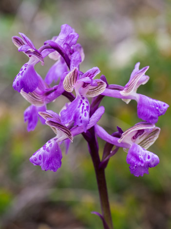 Orchis mâle