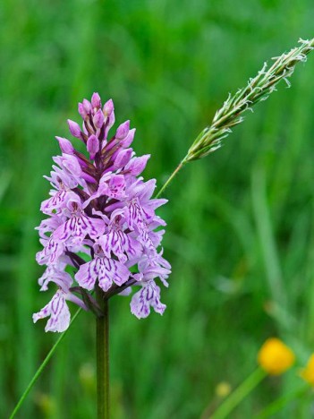 Orchis pyramidal, la fleur