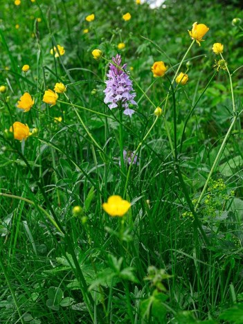 Orchis pyramidal et les boutons d'or