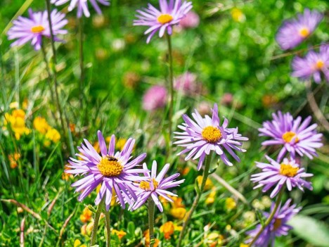 Aster des Alpes