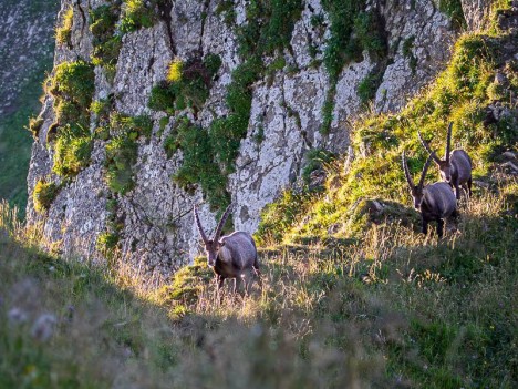 Bouquetins au Col de Bise