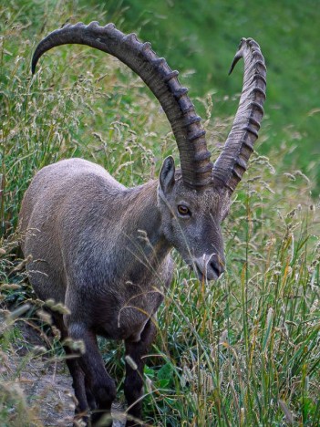 Capra Ibex, bouquetin