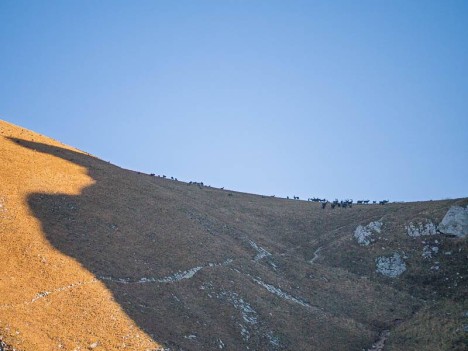 Les bouquetins du Col de Planchamp