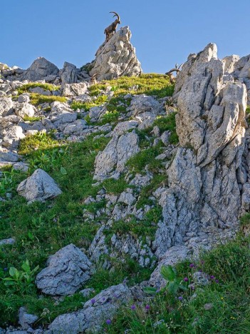 Bouquetins sur la crête de la Pointe des Pavis