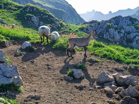 Étagne et brebis alaitante