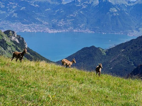 Les étagnes du Col de Planchamp